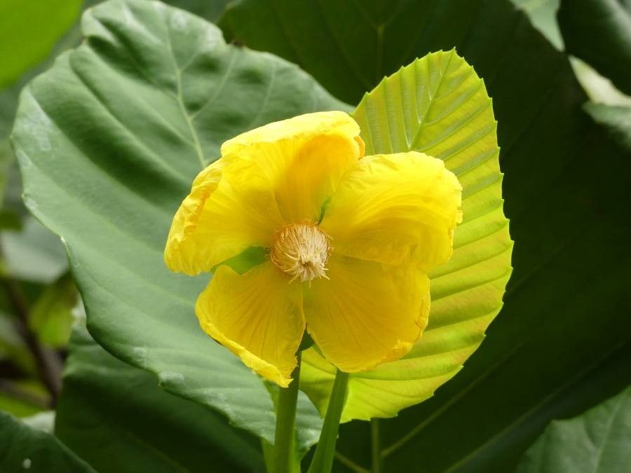 Dillenia suffruticosa flower