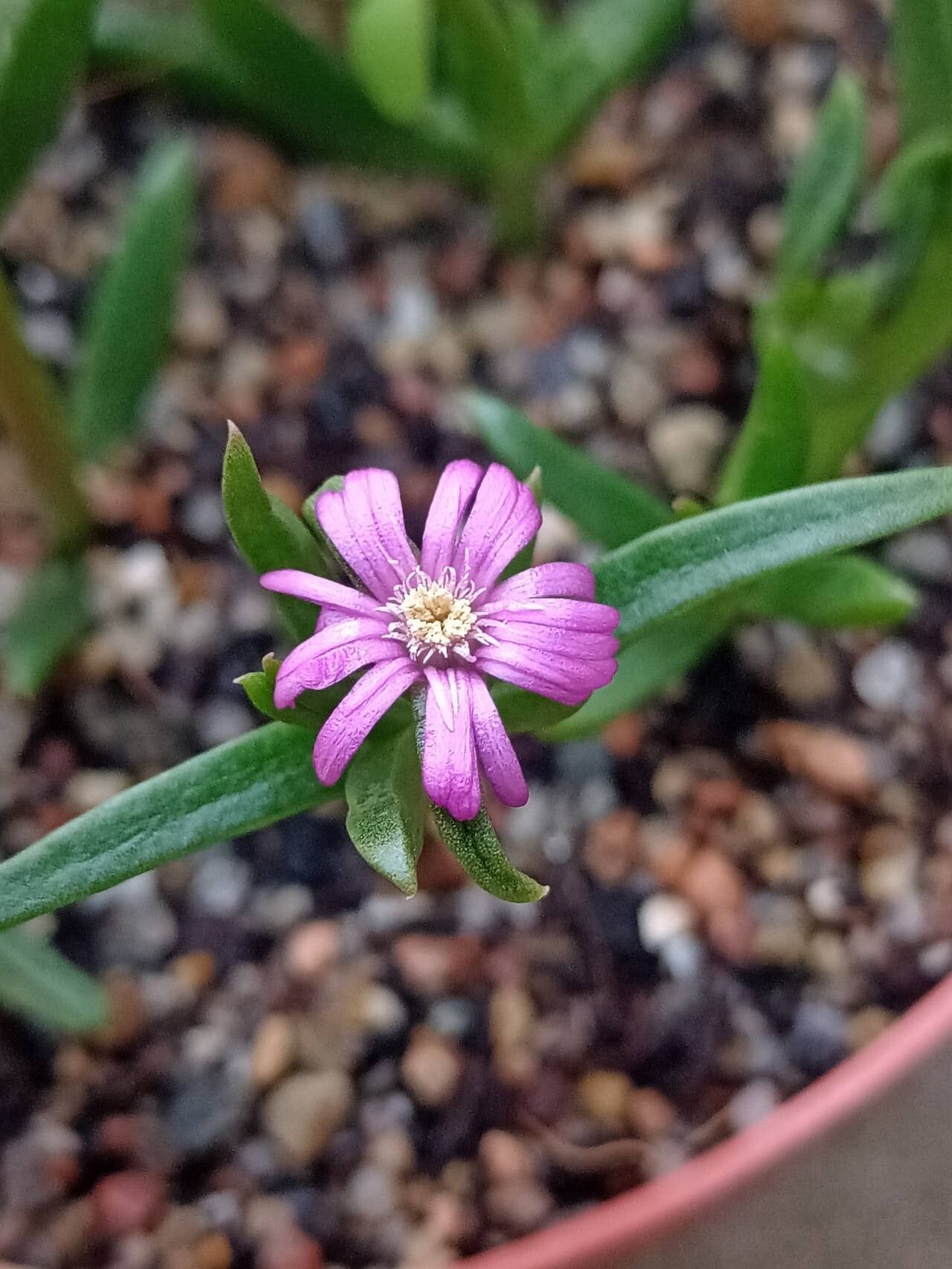 Delosperma mahonii flower