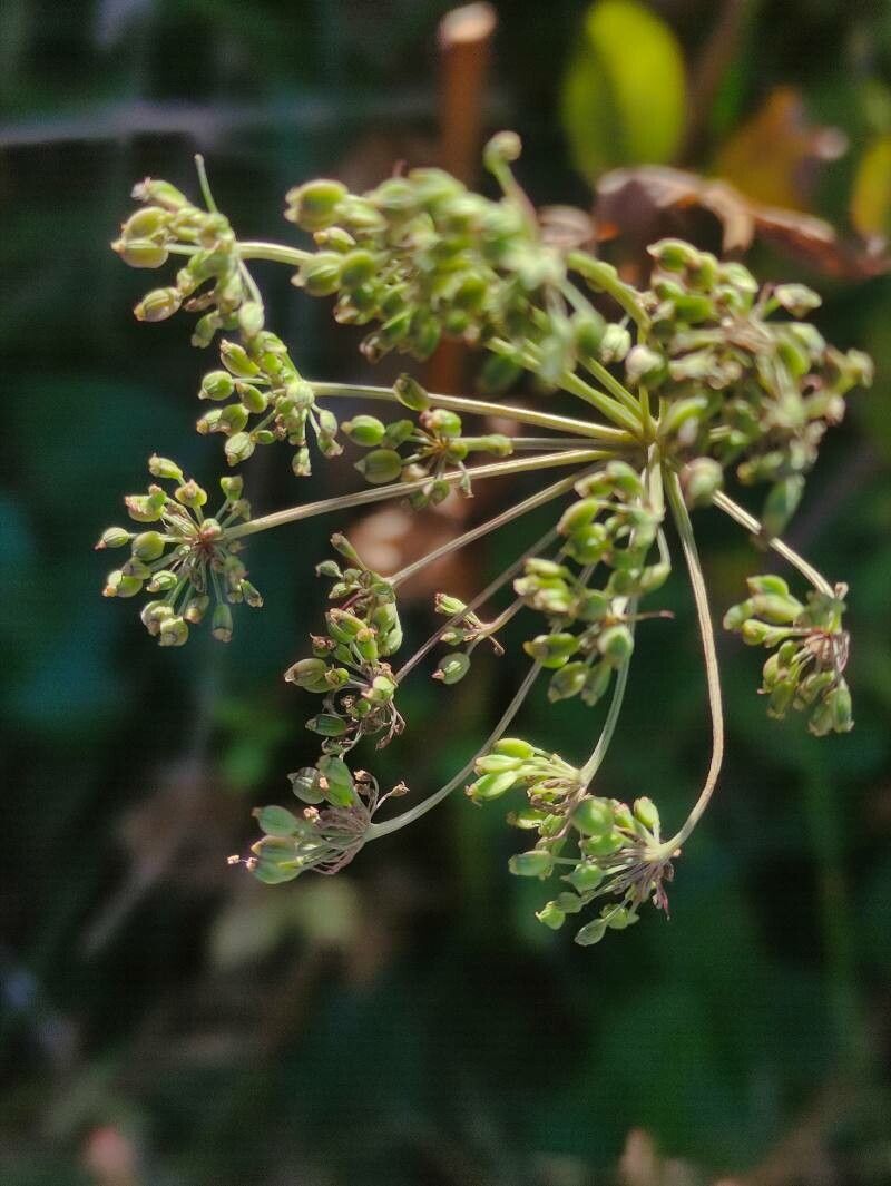 Imperatoria hispanica fruit