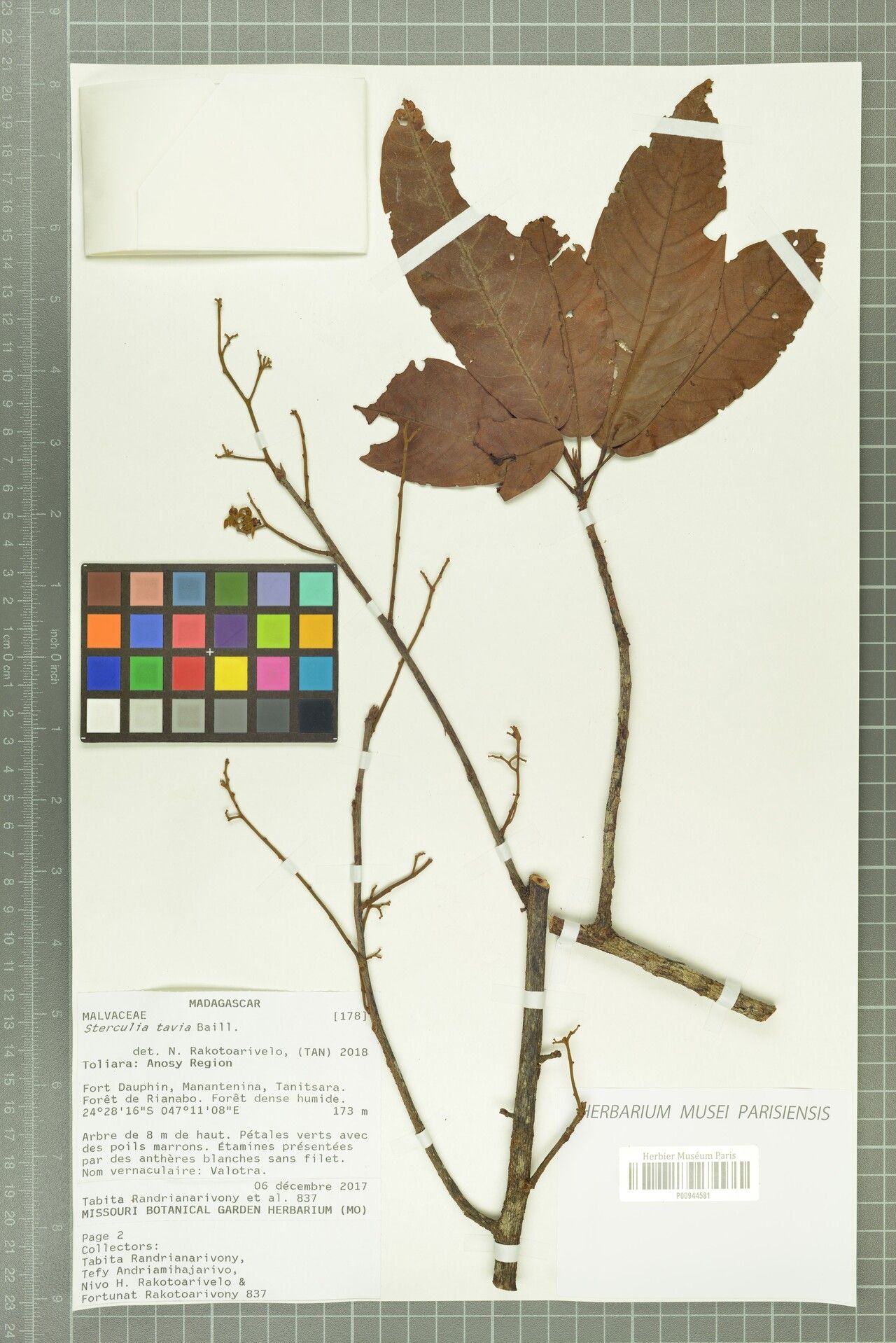 Sterculia tavia — houseplant care guide