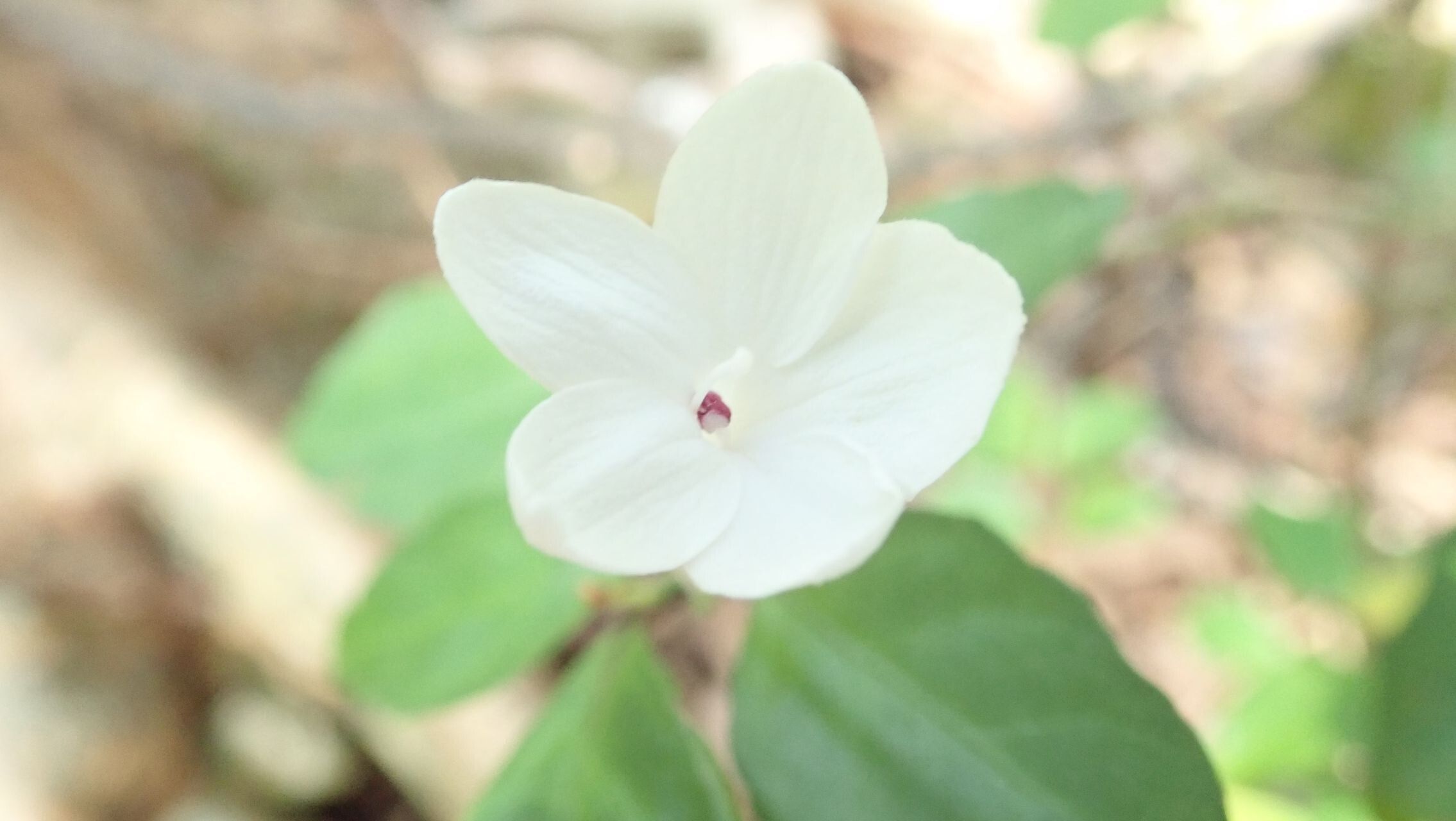 Pseuderanthemum repandum flower