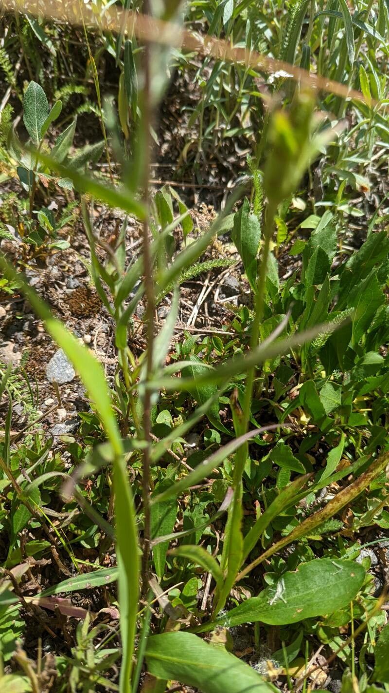 Castilleja parviflora — search result for 'Castilleja'