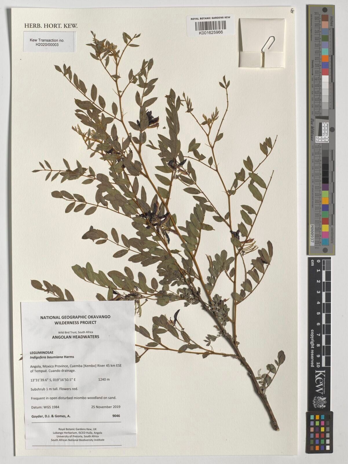 Indigofera baumiana — search result for 'Indigofera'