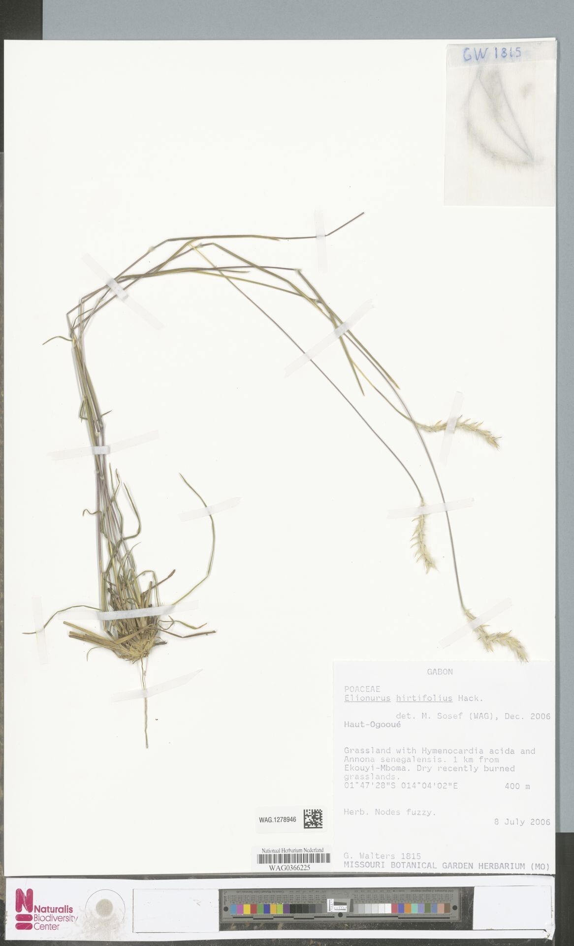 Elionurus hirtifolius — related species from the same genus