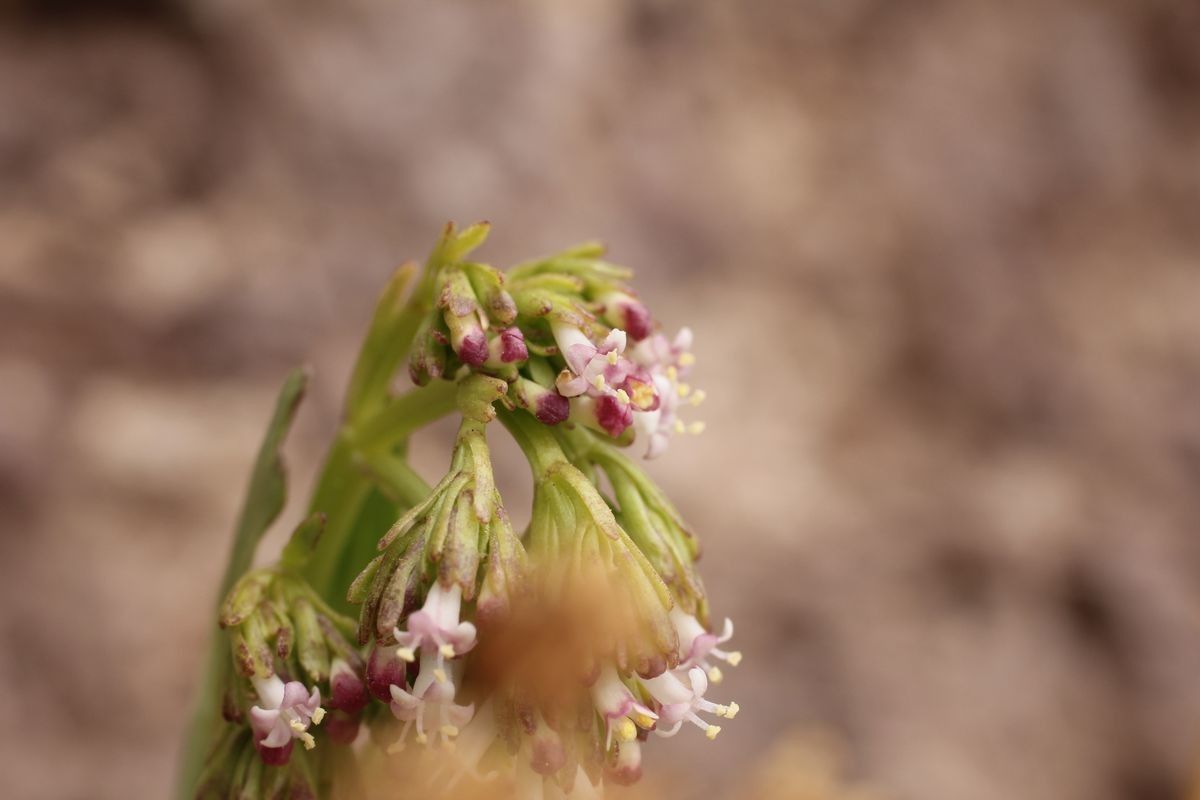 Valeriana urbani flower