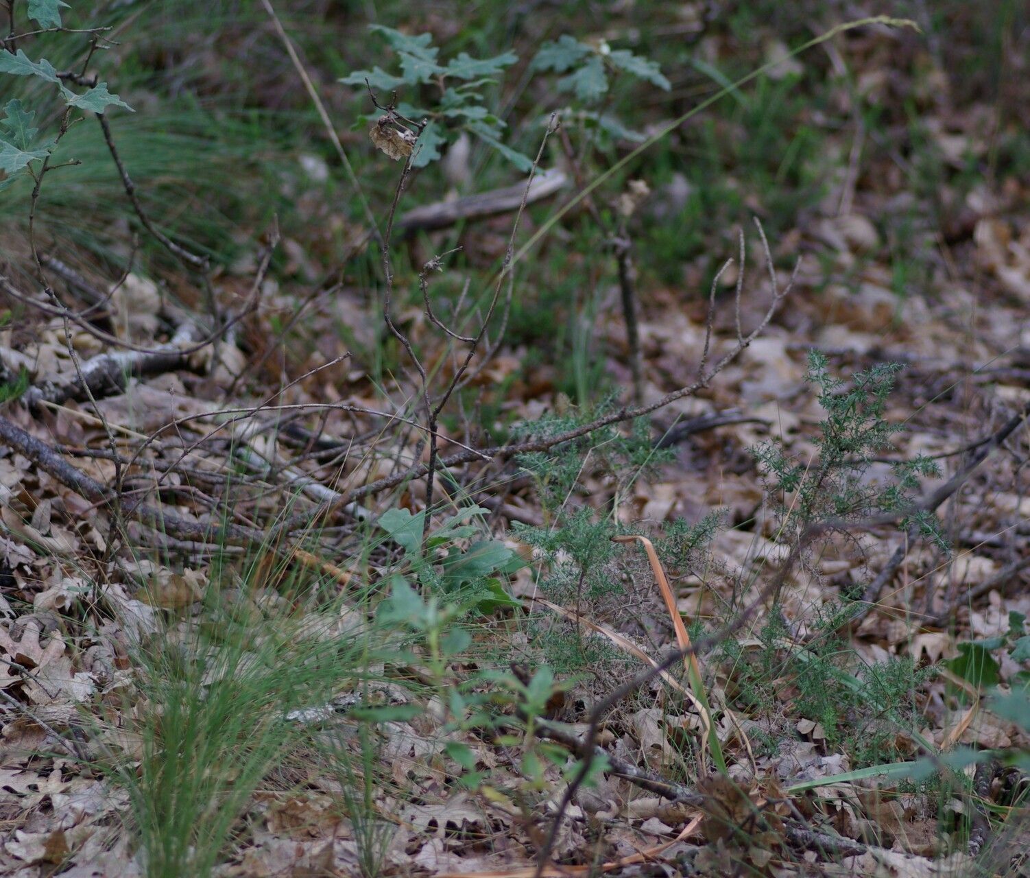 Festuca paniculata habit
