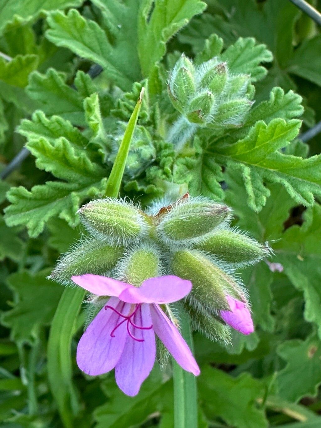 Pelargonium × asperum flower