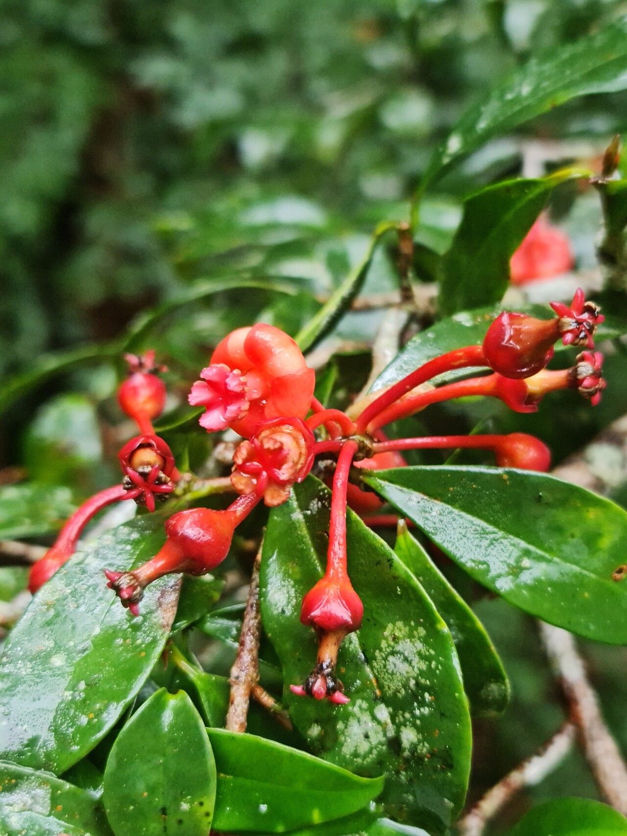 Symphonia urophylla — houseplant care guide