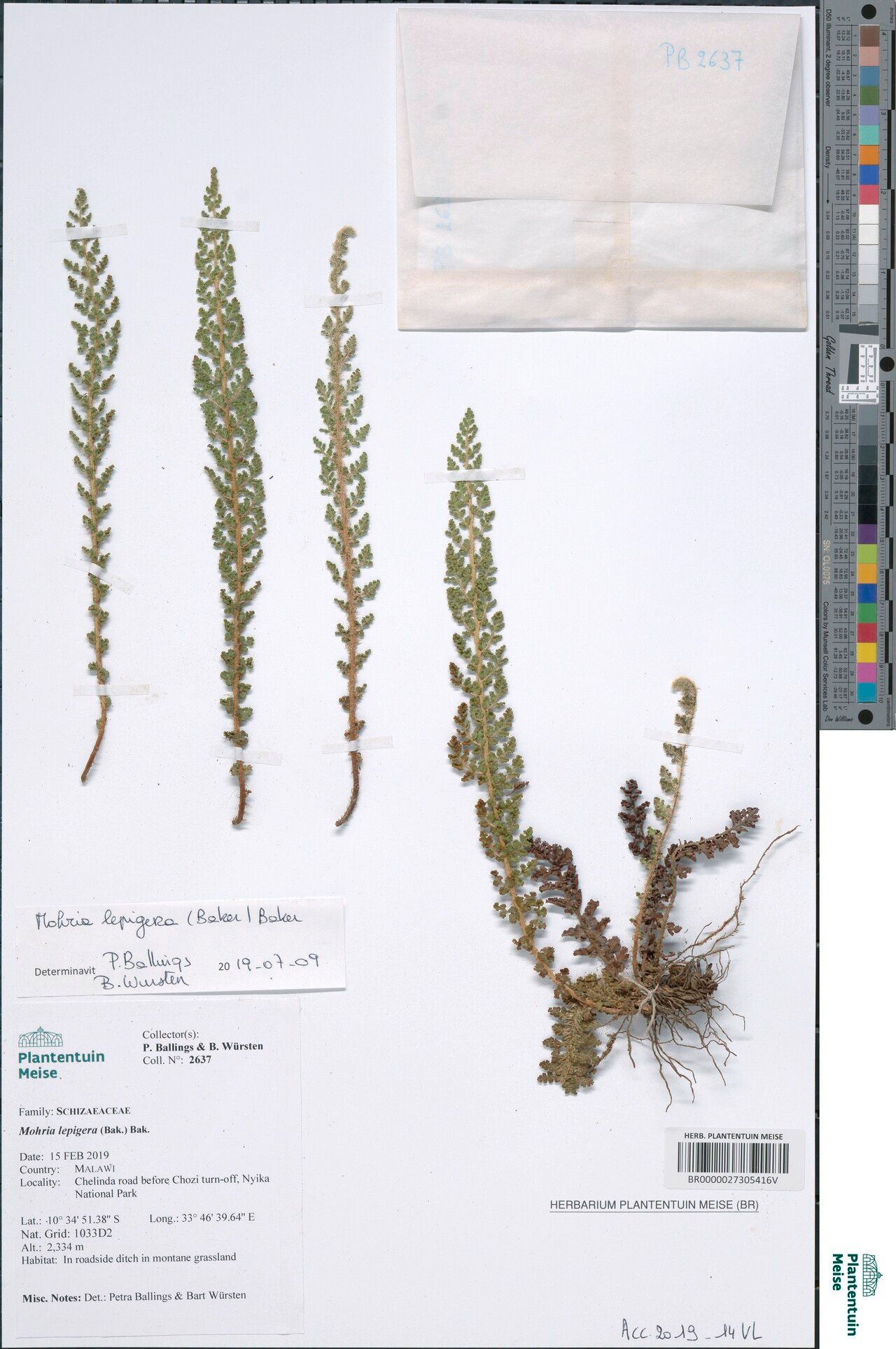 Anemia lepigera — houseplant care guide