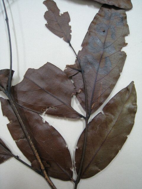 Inga stipularis other