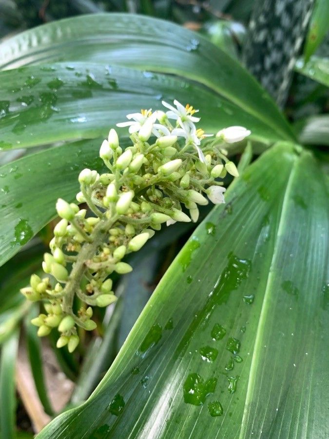 Aechmea mexicana flower
