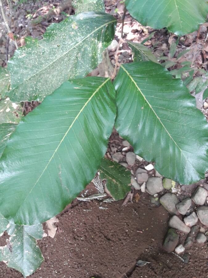 Licania arborea — related species from the same genus