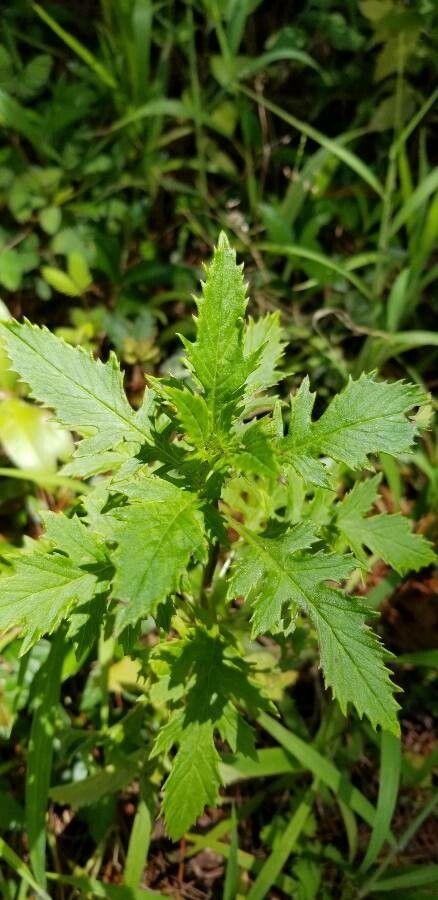 Erechtites valerianifolius habit