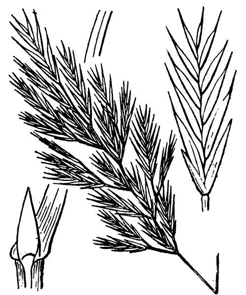 Vulpiella stipoides — search result for 'Libya'