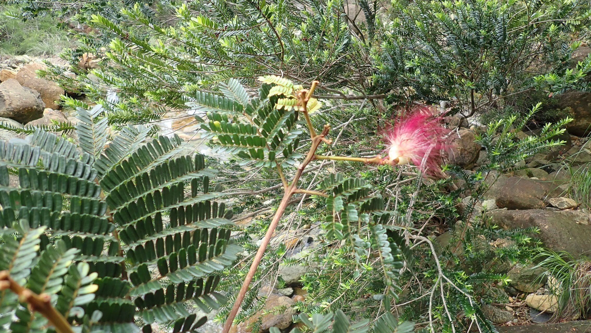 Serianthes sachetae — houseplant care guide