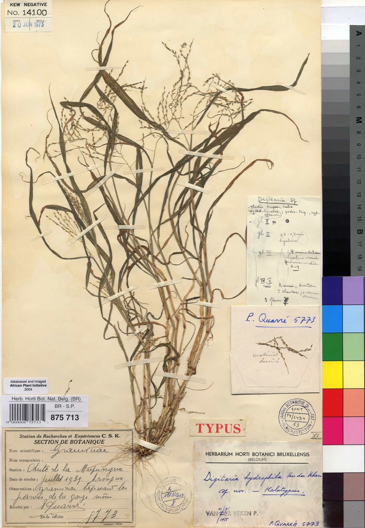 Digitaria hydrophila — houseplant care guide