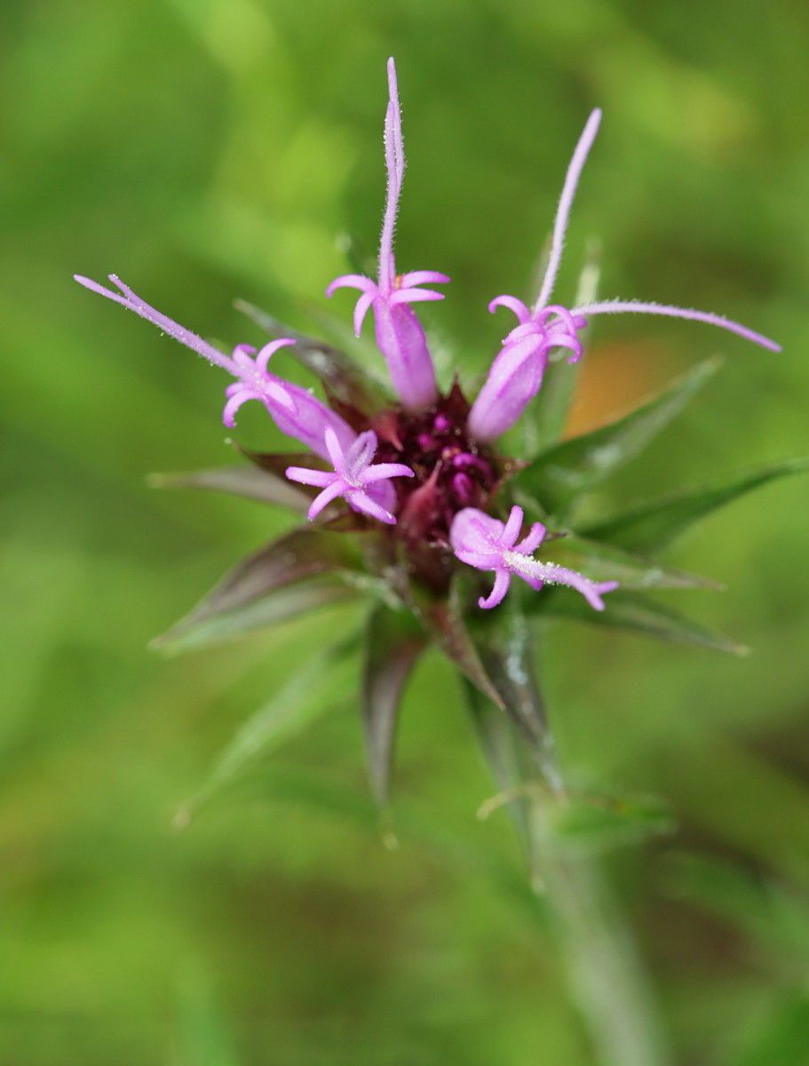 Vernonia glauca flower