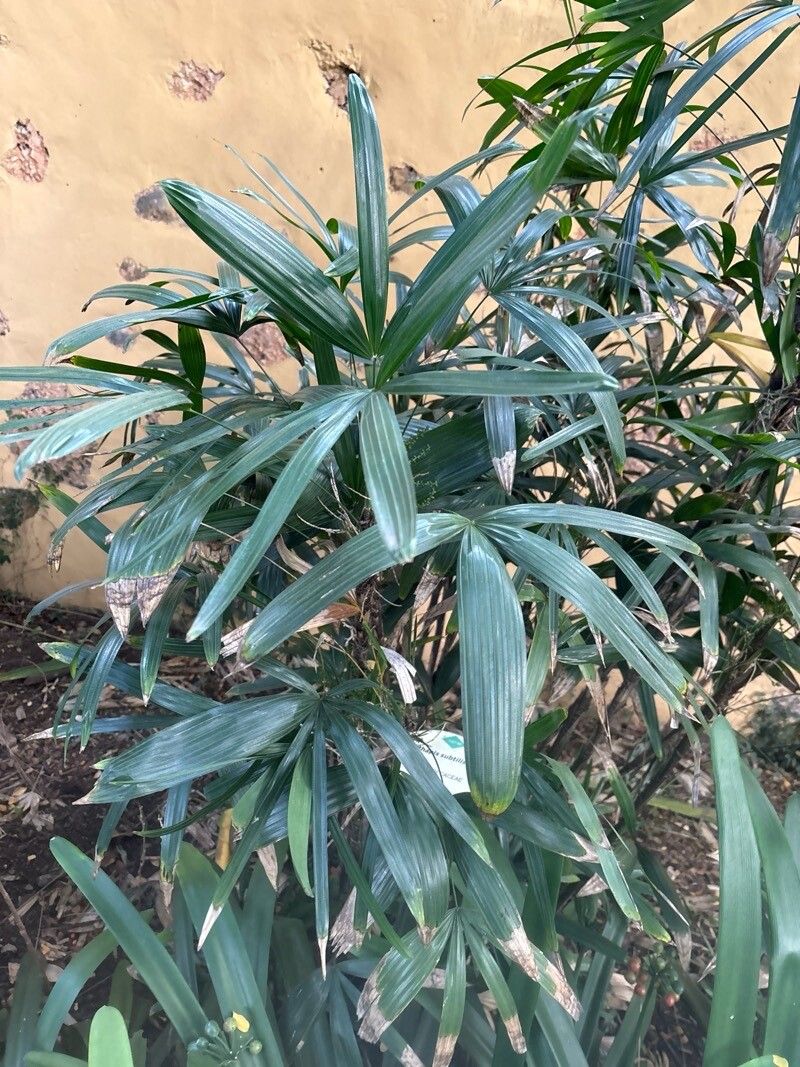 Rhapis subtilis leaf