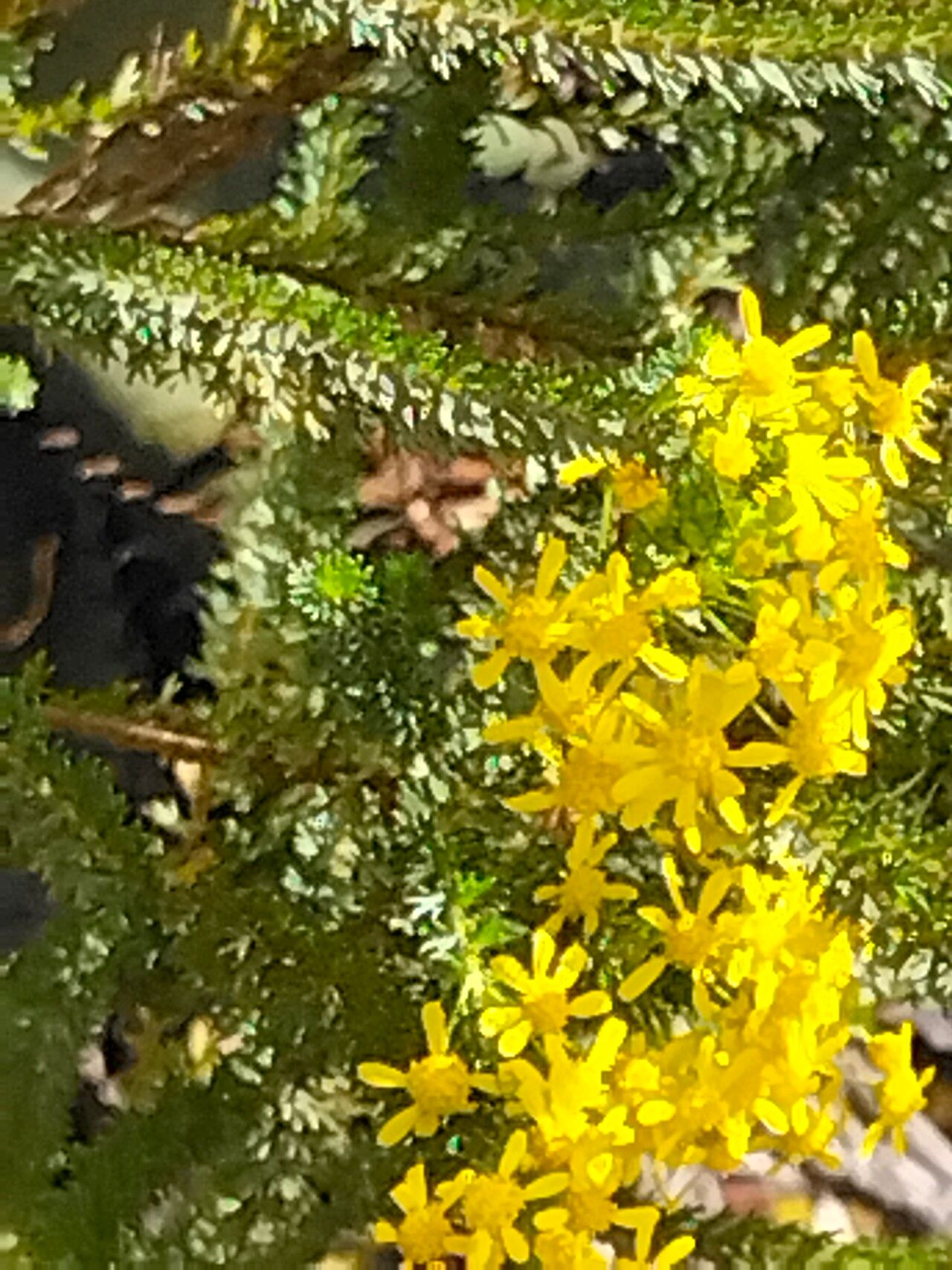 Euryops virgineus bark