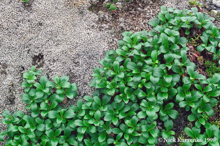 Arctous alpina — search result for 'Arbutus'