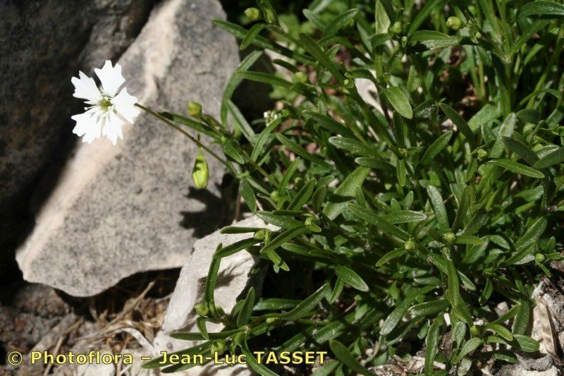 Heliosperma veselskyi habit