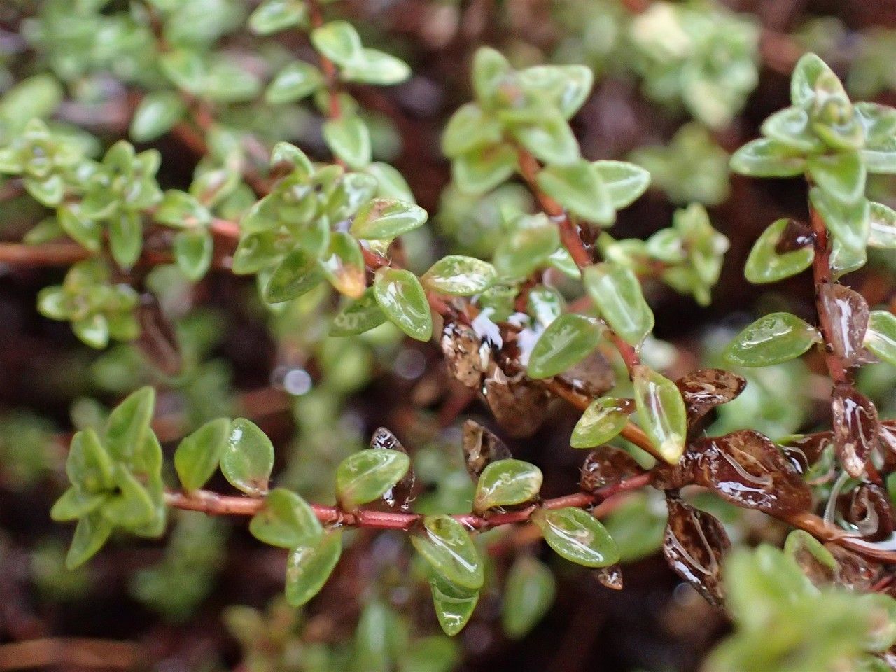 Thymus herba-barona habit