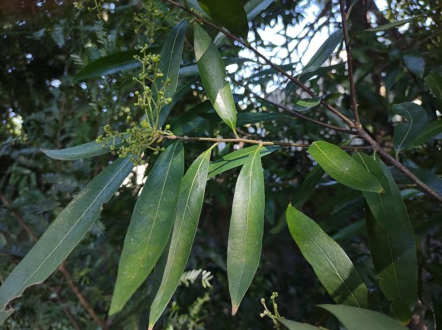 Nectandra megapotamica leaf