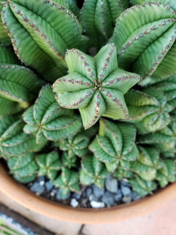 Euphorbia polygona — houseplant care guide