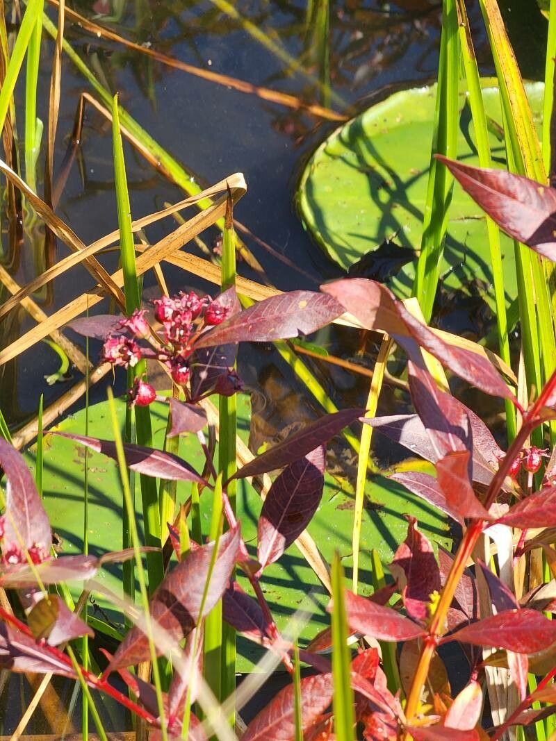 Decodon verticillatus fruit