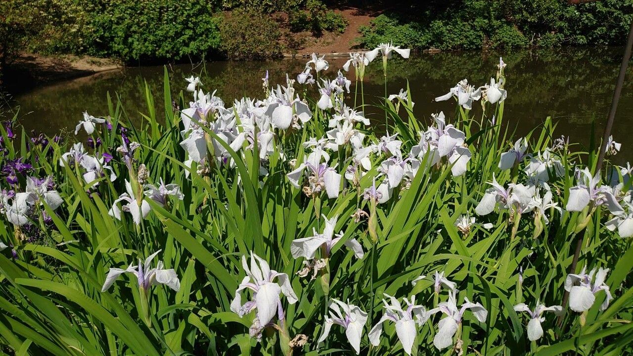 Iris laevigata habit