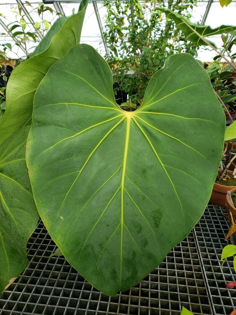 Anthurium faustomirandae — search result for 'Anthurium'