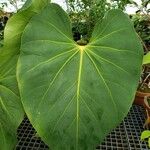 Anthurium faustomirandae