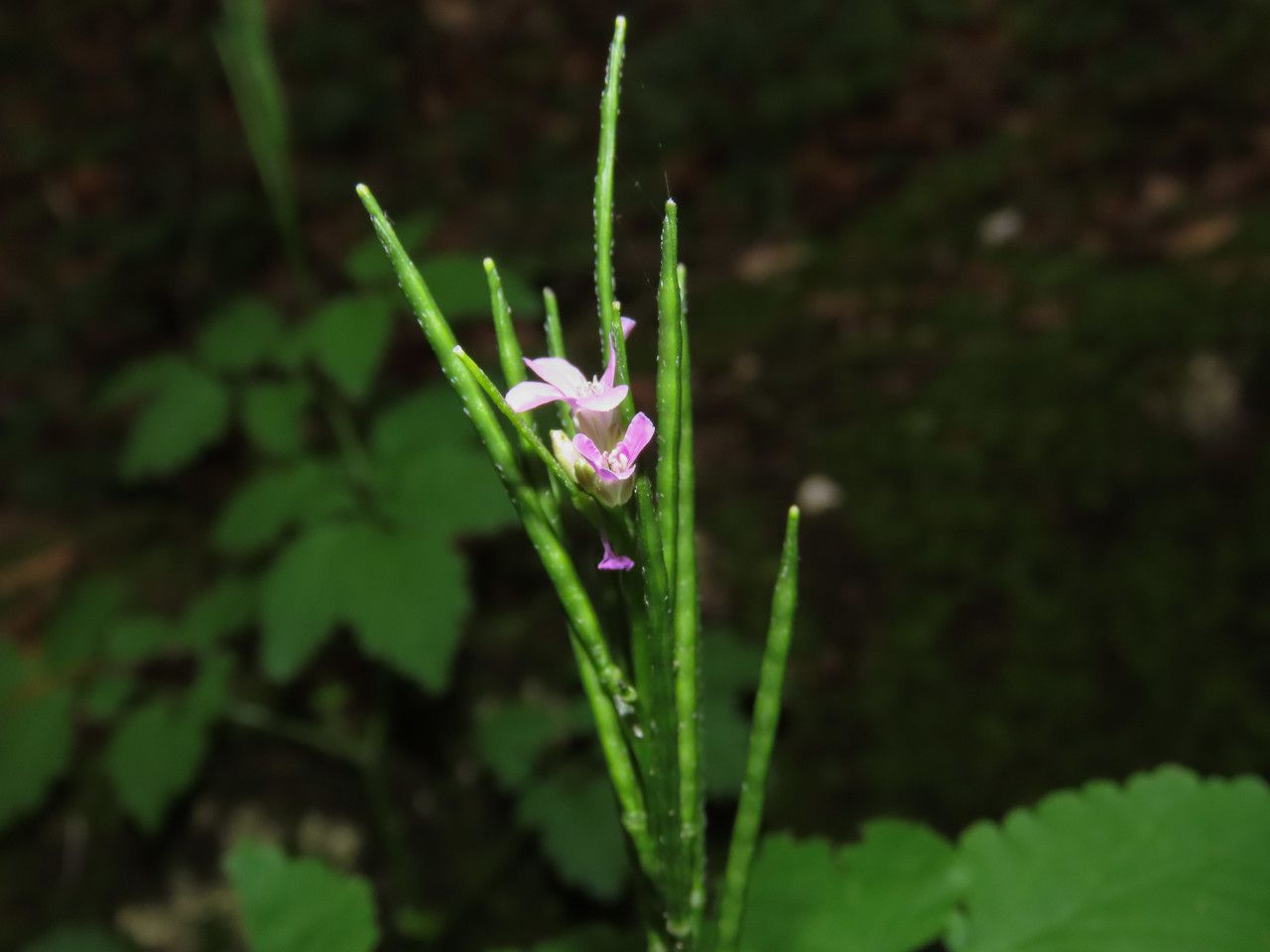 Cardamine chelidonia fruit