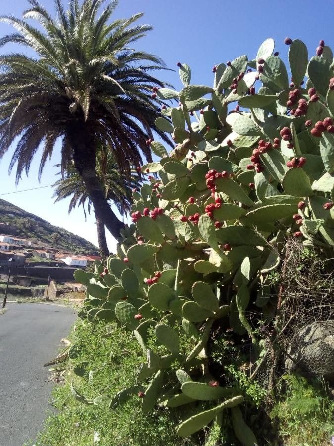 Opuntia megacantha fruit