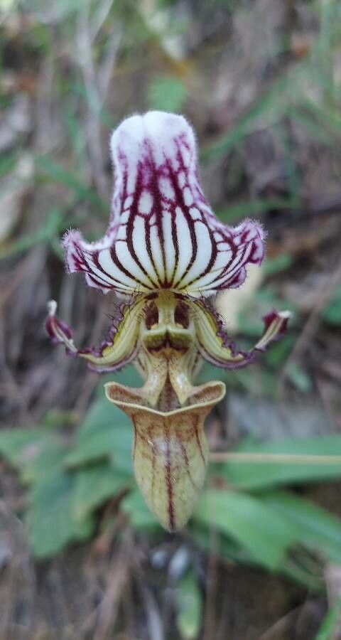 Paphiopedilum fairrieanum flower