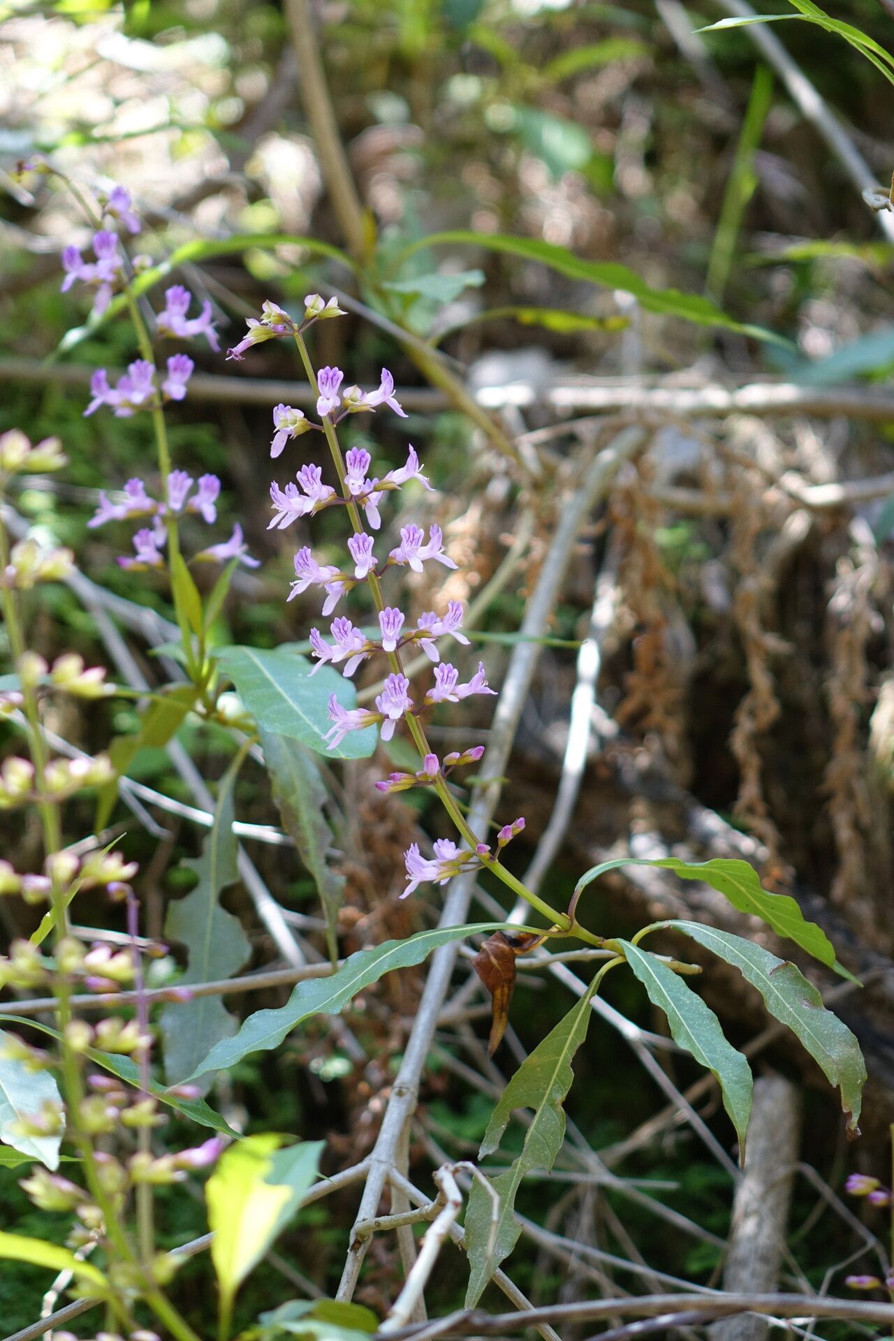 Orthosiphon adenocaulis — related species from the same genus