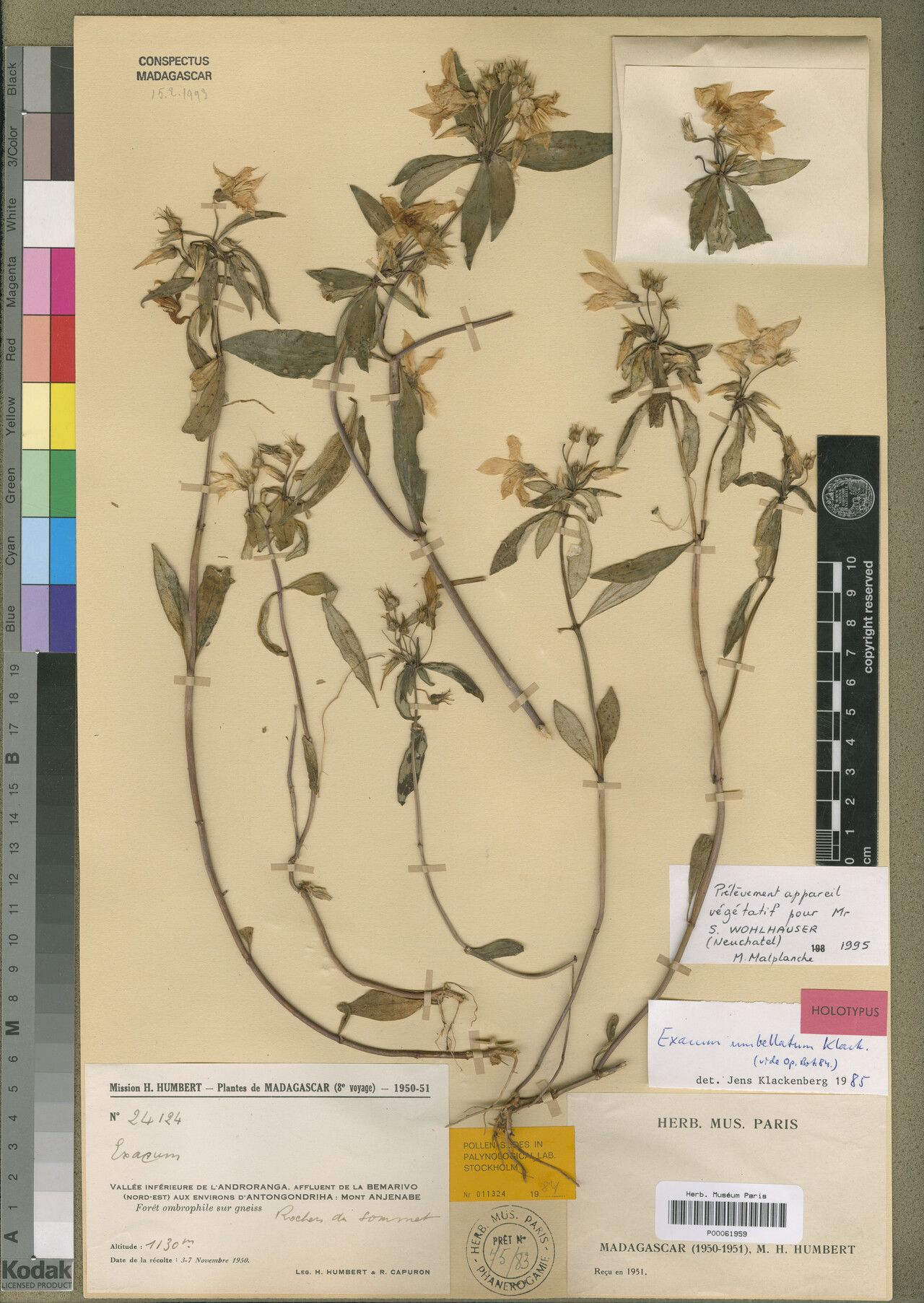 Exacum umbellatum — houseplant care guide