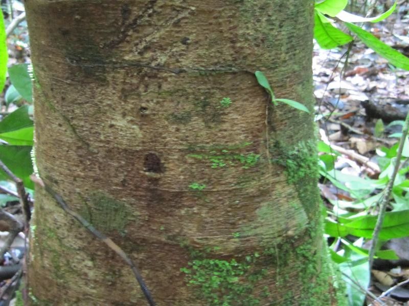 Inga grandiflora — houseplant care guide