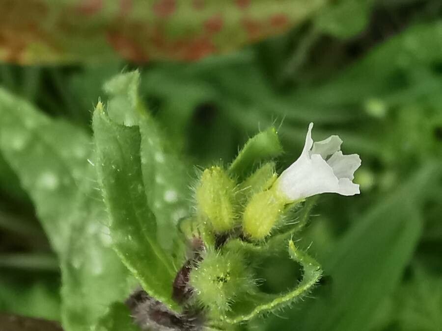 Nonea echioides flower