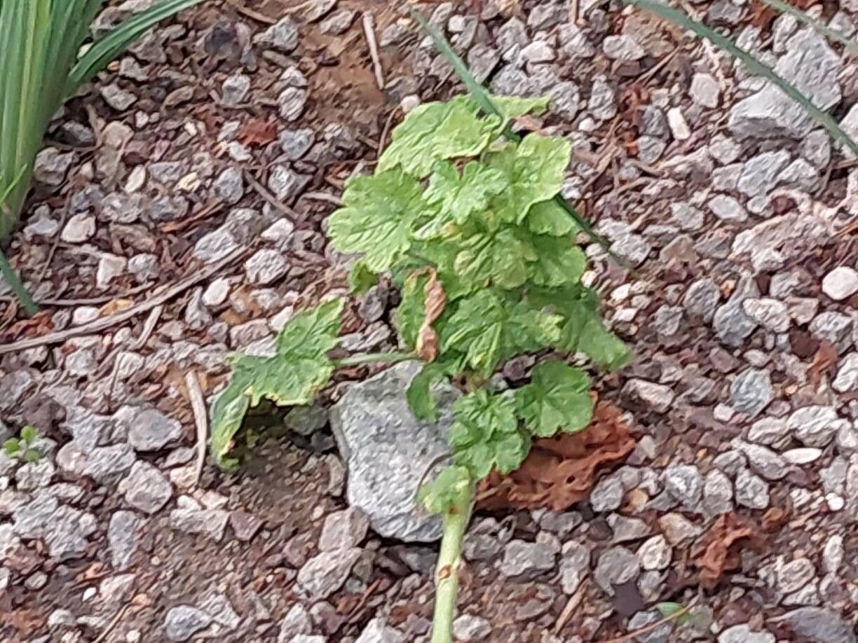 Pelargonium vitifolium — houseplant care guide