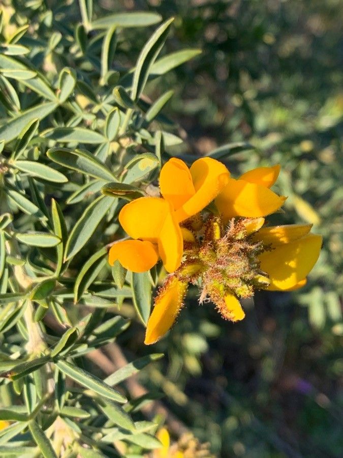 Adenocarpus decorticans flower