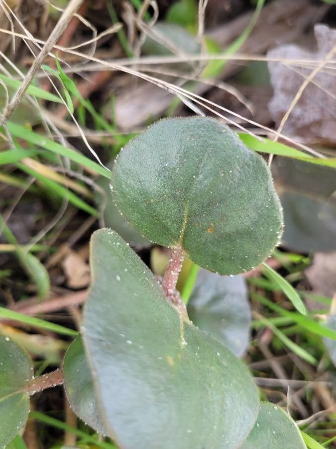 Abronia latifolia — search result for 'West Coast of North America'