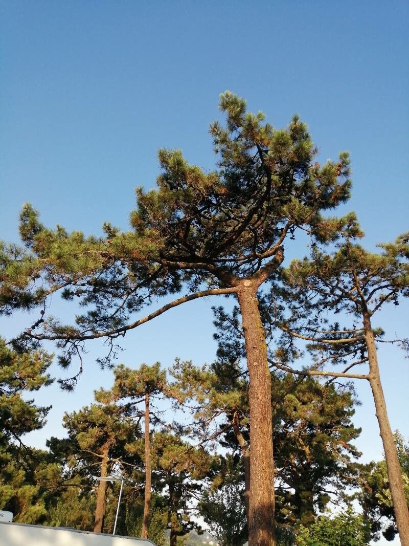 Pinus spp. bark