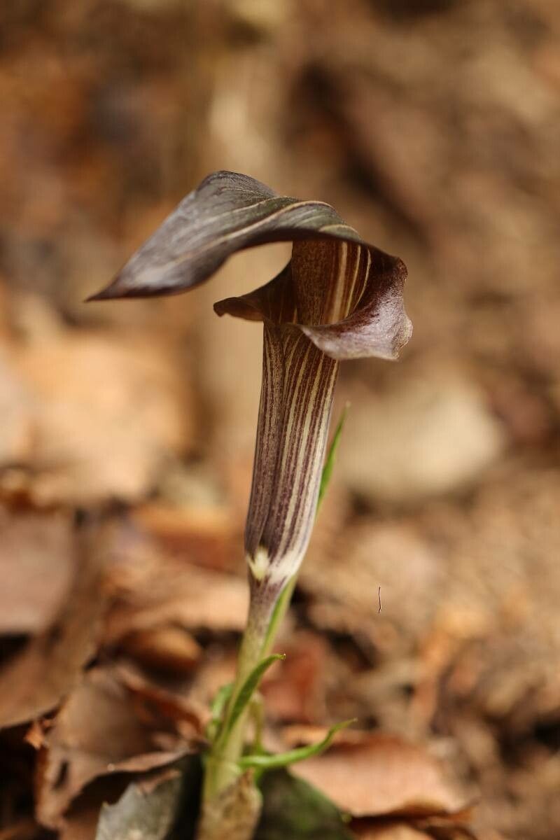 Arisaema limbatum — search result for 'Arisaema'