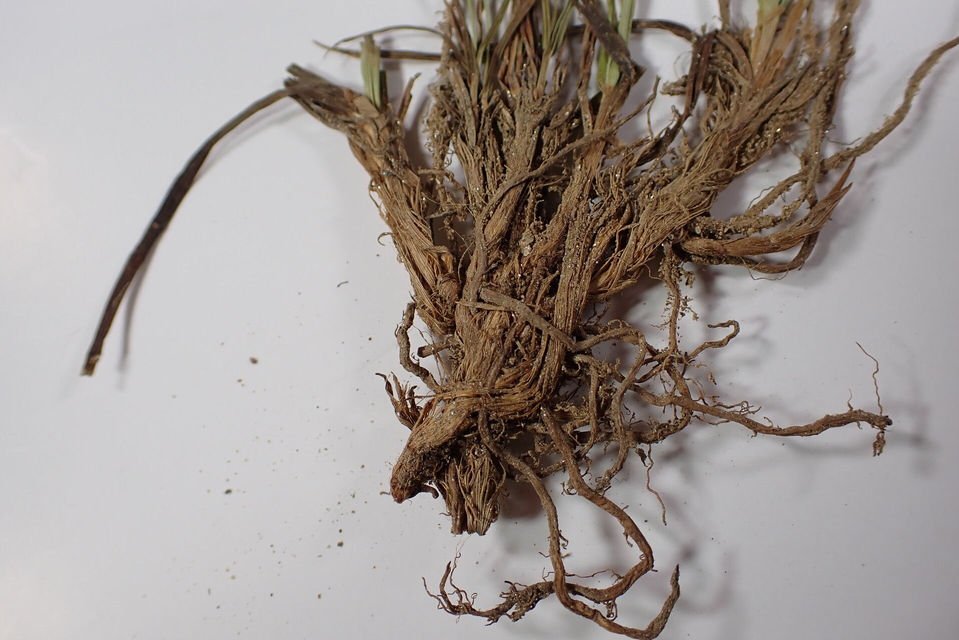 Carex gracilenta bark