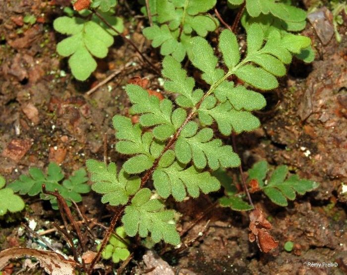 Cheilanthes nudiuscula habit