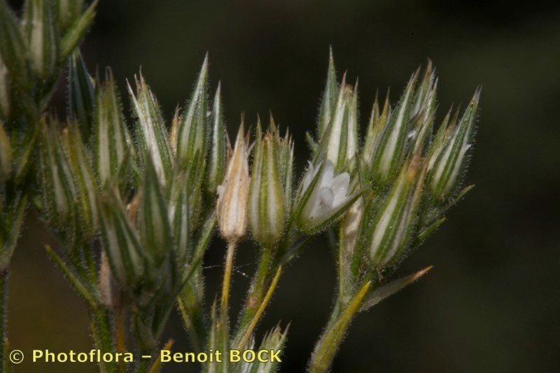 Minuartia glomerata fruit
