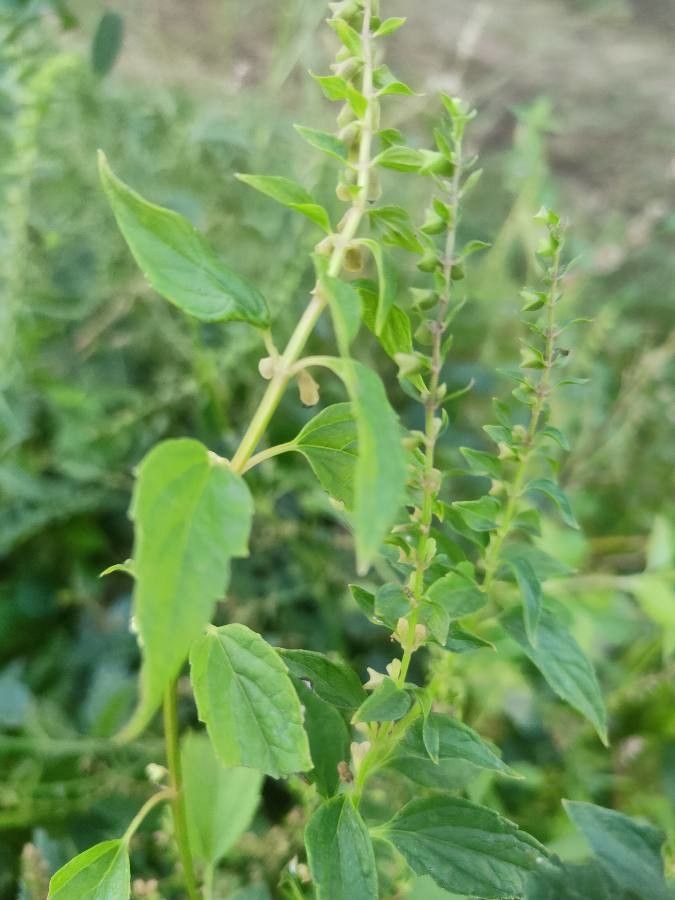 Scutellaria lateriflora — search result for 'Lamiaceae'