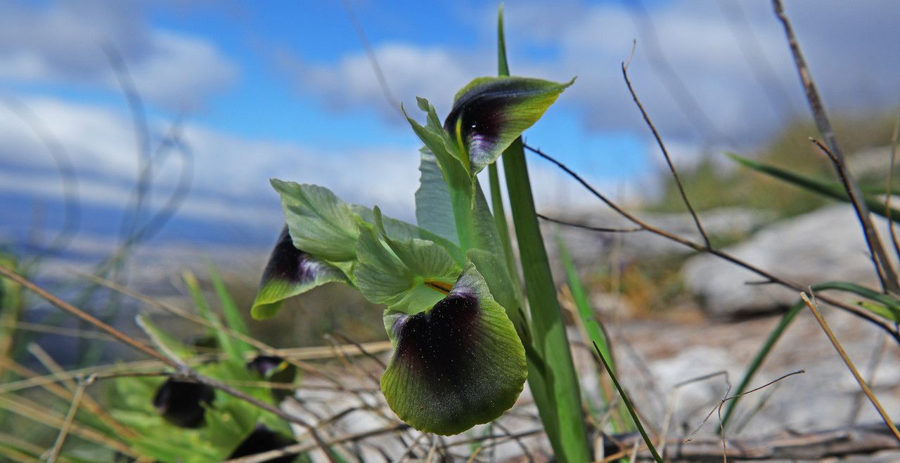 Hermodactylus tuberosus flower