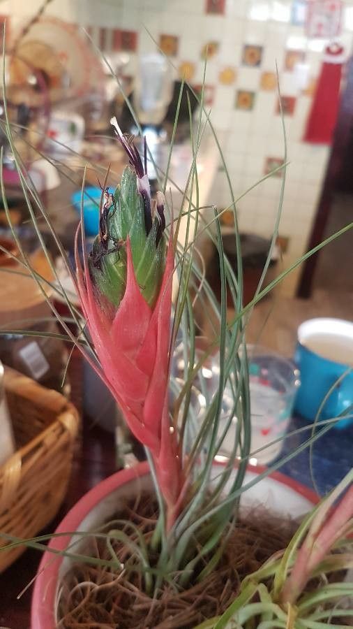 Tillandsia punctulata flower